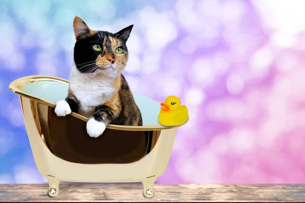 beautiful tricolor cat with white paws bathes in golden bath in soapy foam, rubber yellow duck, colored background, playing with water, animal hygiene, healthy lifestyle, caring for them, keeping pets