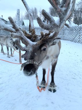 domesticated finnish tundra deer, Rangifer tarandus, Lapland, Northern Finland, traditionally tourism, ride safari with snow Finnish Arctic north pole, active tourism, Fun with Norway Saami animals clipart