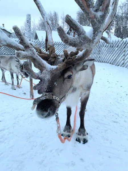 家畜化されたフィンランドのツンドラ鹿 レンジファー タランダス ラップランド 北フィンランド 伝統的な観光 雪とサファリに乗るフィンランド北極北極点 アクティブな観光 ノルウェーとの楽しみサミ動物 — ストック写真