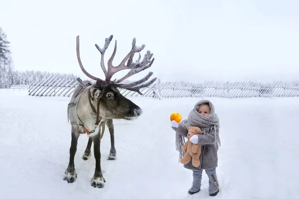 Mała Dziewczynka Dając Jabłko Jelenia Zimowy Dzień Laponia Finlandia Północna — Zdjęcie stockowe