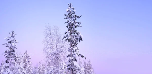美丽而模糊的冬季风景 短暂的极天 森林里的降雪 松软的雪花落在地上 在针叶树上 季节变化的气候观念 冬天已经来临 拉普兰的自然 — 图库照片