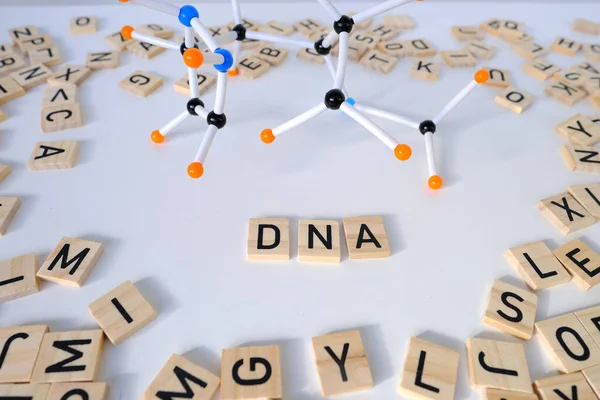 单词Dna的特写 用字母分散木制正方形 光背景下的分子化合物模型 基因组研究 遗传信息 科学的化学创新 — 图库照片