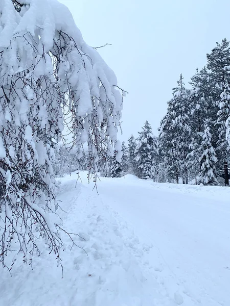 Krásná Rozmazaná Zimní Krajina Hustá Vrstva Sněhu Větvích Stromů Stromy — Stock fotografie