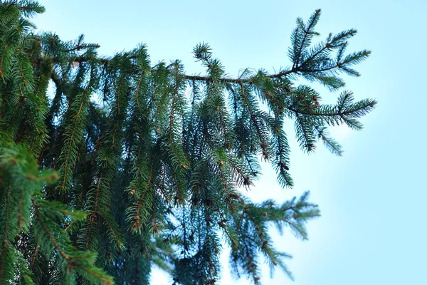 Πράσινα Κλαδιά Από Ερυθρελάτη Αειθαλές Κωνοφόρο Φυτό Φροντίδα Διακοσμητικών Δέντρων — Φωτογραφία Αρχείου
