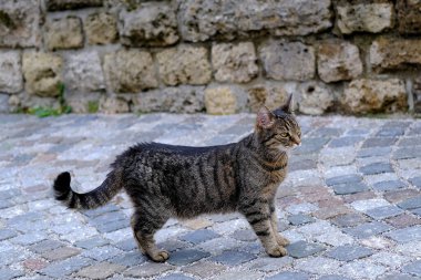 Genç, aç, tekir renkli sokak kedisi antik kaldırım taşlarının üzerinde duruyor. Terk edilmiş hayvanların hayatta kalma kavramı, kedilerin kısırlaştırılması ve tedavi edilmesi, evcil hayvan barınakları.