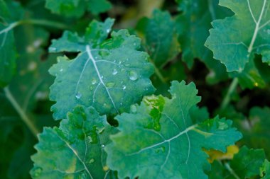 Büyük tarım tarlasında çiğ taneleri olan yeşil bitkileri kapatın, genç yeşil kolza tohumu tarlası, arka plan, genç bitkilerin dokusu - tarım çiftliği ve organik gıda üretiminde çalışır