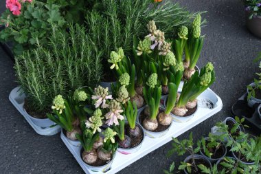 Çiçekçide çiçek açan beyaz ve pembe sümbül tomurcukları olan plastik tepsi, çiçek dükkanında Hyacnthus, açık alanda soğan ekme ve bakımı, bahar bahçıvanı rutini, bahçe konsepti 