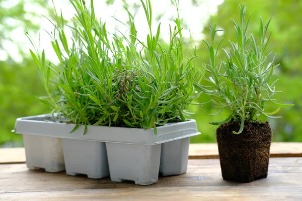 plastic container for seedlings for transplanting with young plants of garden lavender, Lavandula on terrace, young plants, gardening concept, summer gardener routine, gardening as hobby for soul