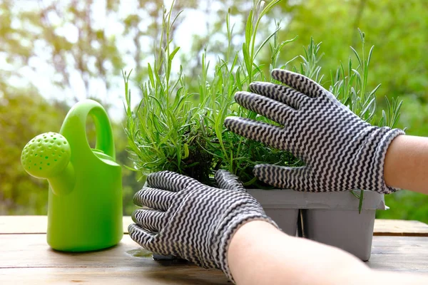close-up of female hands transplant seedlings from plastic container for seedlings on terrace, young lavender plants, gardener transplanting garden plants, gardening concept, save nature