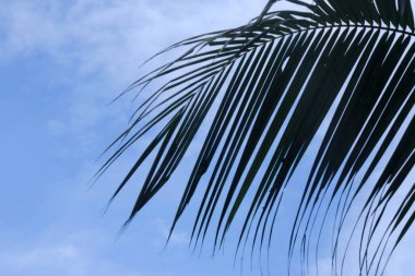 close-up dense leaves of coconut palm tree, swaying in wind, summer background, deciduous palm tree on blue sky with clouds, sea beach, concept of transcendence, infinity, banner for design