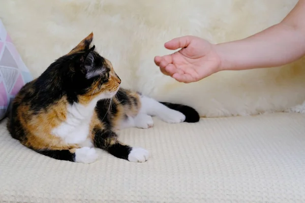 メスの手を優しく撫でて耳の後ろの傷大人の国内カメシェルキメラ猫コンセプト4本足のペットと人との関係動物への愛人との交流 — ストック写真
