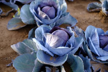 closeup young red cabbage plants, Brassica oleracea, fields of ripening agro culture, agricultural concept, environmentally friendly plants, vegetable production, fertilizer application, food crisis