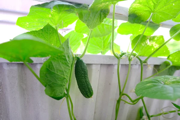 Green Bunch Ripening Cucumbers Cucumis Sativus Edible Fruits Fertilizer Application — Foto Stock