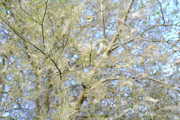 Pavučina Můra Mladých Rostlinách Keře Stromy Kmeny Souvislé Pavučiny Paraziti — Stock fotografie