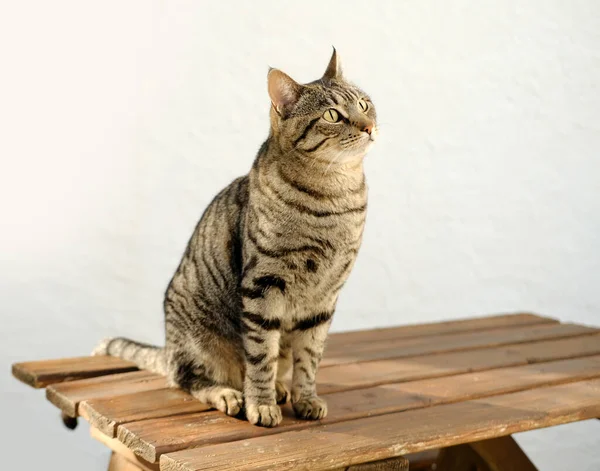 美しい灰色の縞模様の猫のひげの色は日当たりの良い庭の木製のテーブルの上に座り 周りを見回し コンセプトの猫の家 動物への愛 それらを世話し ペットを飼い ペットと精神生活を保ち ストレスを緩和します — ストック写真