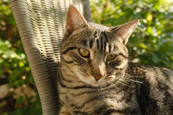 Zbliżenie Piękny Szary Paski Kot Whisky Kolor Wiklinowym Krześle Słonecznym — Zdjęcie stockowe