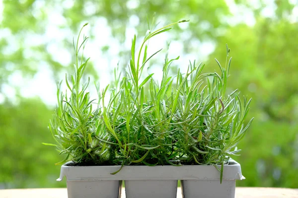 plastic container for seedlings for transplanting with young plants of garden lavender, Lavandula on terrace, young plants, gardening concept, summer gardener routine, gardening as hobby for soul
