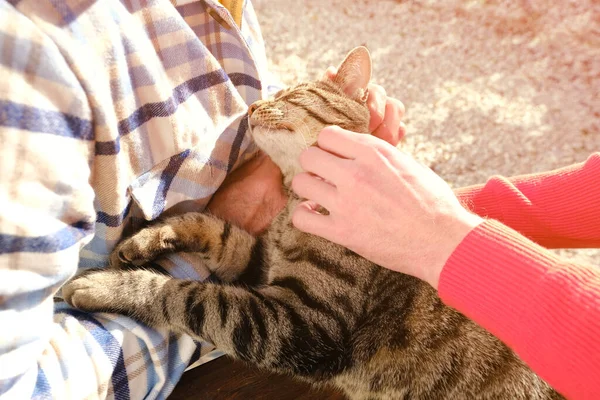 Male Hand Gently Stroking Scratches Neck Adult Domestic Cat Whiskas — Stock Photo, Image
