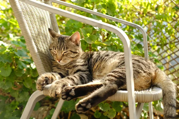 美しい縞模様の猫のひげの色は 日当たりの良い庭 太陽の下で居心地の良いウィッカーチェアにあり 背中は飛ぶ 概念的な行動特性 猫のボディランゲージ ペットを保つ 動物コンパニオン — ストック写真