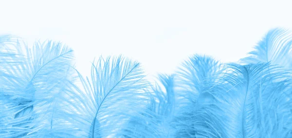 Niebieskie Puszyste Tło Strusie Pióro Delikatna Luksusowa Faktura Dla Projektanta — Zdjęcie stockowe