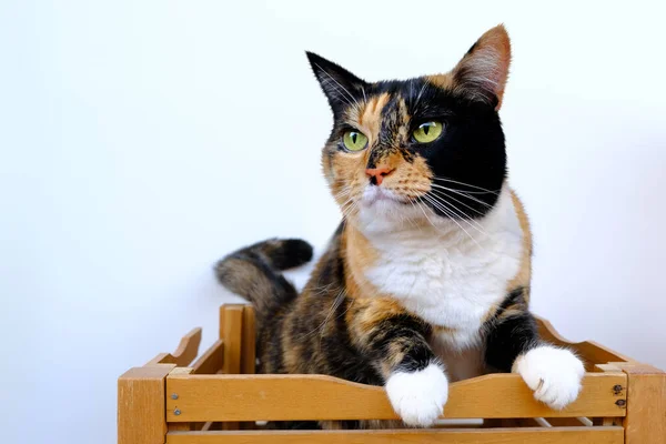 Beautiful Brown Tricolor Cat White Paws Hid Wooden Box Looks — Stock Photo, Image
