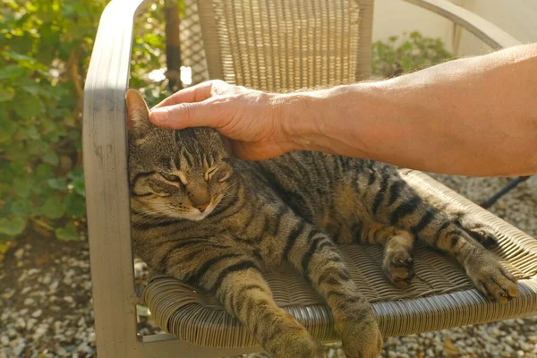 男の手は優しく撫でて傷首の大人の国内猫のひげの色の椅子で日当たりの良い庭 動物への愛 人との相互作用 ペットとの精神生活 ストレスを軽減 動物コンパニオン — ストック写真
