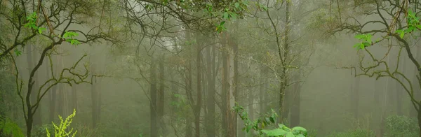 神秘的なジャングルの風景 落葉熱帯雨林 熱帯雨林 パノラマ デザイナーのための神秘的な背景 コンセプトは視界不良 自然保護 生態学的バランスで迷子になる — ストック写真