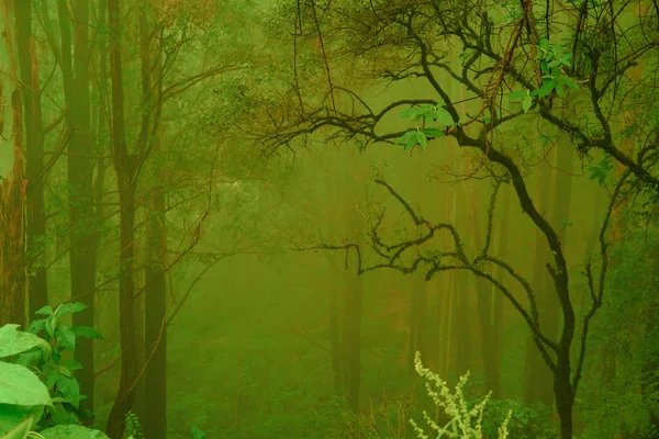 Suddig Mystisk Djungel Landskap Stammar Lövskog Tropiska Träd Mystisk Bakgrund — Stockfoto