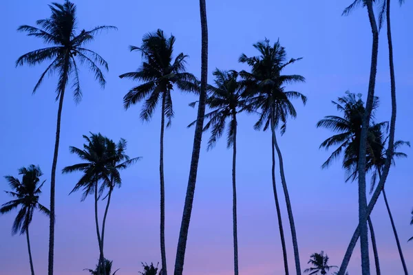 Beautiful Tropical Sunset Black Silhouettes Tall Palm Trees Background Deciduous — Stock Photo, Image