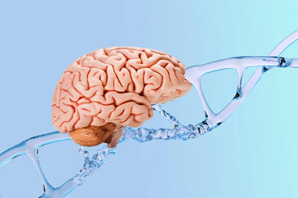Cerebro Humano Estructura Adn Con Hélice Vidrio Sobre Fondo Azul — Foto de Stock