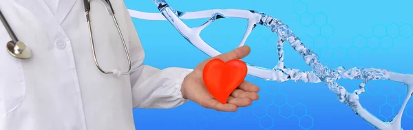 Erkek Doktor Kalp Modelini Insan Dna Yapısını Araştırmayı Deoksiribonükleik Asidi — Stok fotoğraf