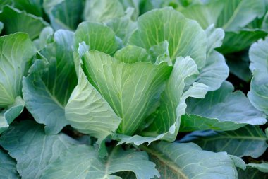 closeup young cabbage plants, Brassica oleracea, green fields of ripening agro culture, agricultural concept, environmentally friendly plants, vegetable production, fertilizer application, food crisis