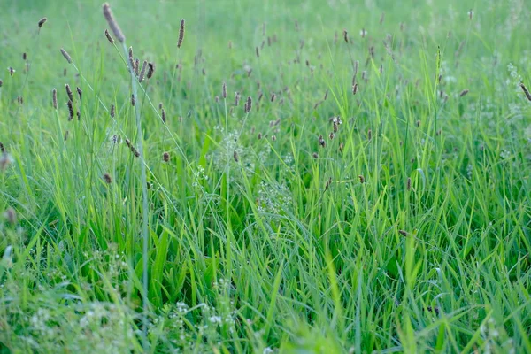 stock image part of field where green grass grows, juicy cogon grass with flowers in meadow in summer or spring season, natural abstract background colour and copy space, agricultural landscape