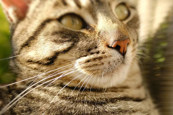 Zbliżenie Piękny Szary Paski Kot Whisky Kolor Wiklinowym Krześle Słonecznym — Zdjęcie stockowe