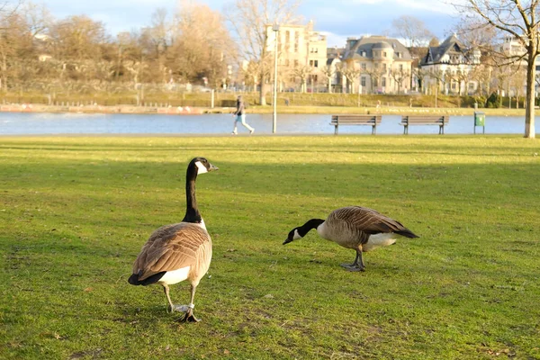 beautiful long-necked birds, Branta canadensis, Canada geese, beautiful waterfowl with webbed feet walks along shore of a city park, migration of feathered, protection wildlife, do not feed animals
