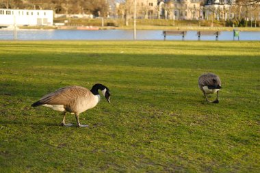 güzel uzun boyunlu kuşlar, Branta kanadensis, Kanada kazları, perdeli ayaklı güzel su kuşları şehir parkında yürüyor, tüylü göç, vahşi yaşamı koruma, hayvanları besleme