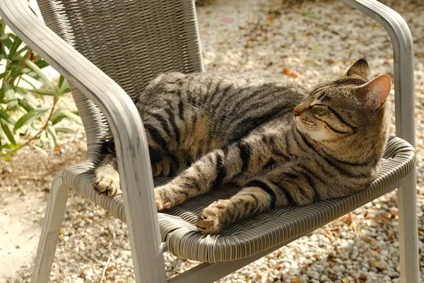 美しい縞模様の猫のウィスカの色は 日当たりの良い庭 太陽の下での裏庭 コンセプトの猫の家 動物への愛 彼らの世話 ペットを飼う ペットと精神生活 ストレスを緩和する — ストック写真