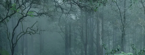 Dimmig Mystisk Djungel Landskap Lövskog Tropiska Träd Panorama Mystisk Bakgrund — Stockfoto