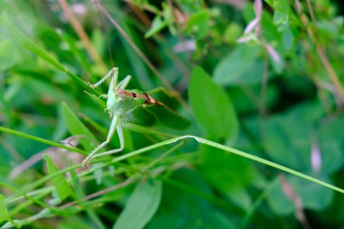 Ortopediden gelen yeşil böcek, çekirge, Caelifera, kısrak kalın otların arasında oturur, doğal çevrede taklit eder, çekirgelerin tarıma verdiği zarar kavramı, doğayı korur.