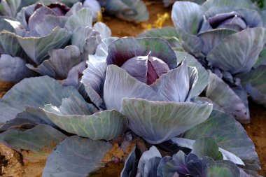 young red purple cabbage plants, Brassica oleracea, fields of ripening agro culture, agricultural concept, environmentally friendly plants, vegetable production, fertilizer application, food crisis