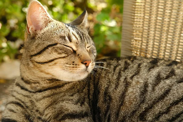美しい縞模様の猫のひげの色日当たりの良い庭でウィッカーチェアで寝て 周りを見て コンセプトの猫の家 動物への愛 彼らの世話 ペットを飼って ペットと精神生活 ストレスを軽減 — ストック写真