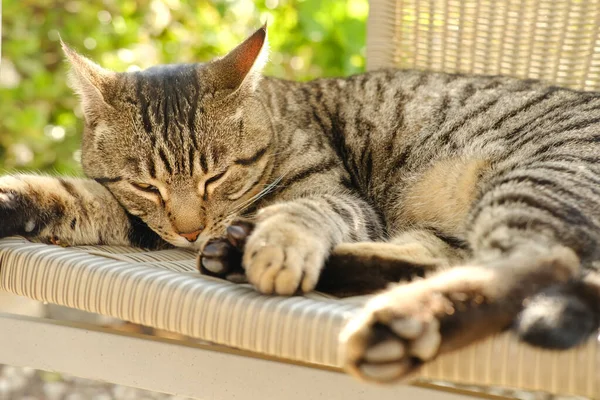 Schöne Gestreifte Katze Whiskas Farbe Liegt Korbstuhl Sonnigen Garten Sonnt — Stockfoto