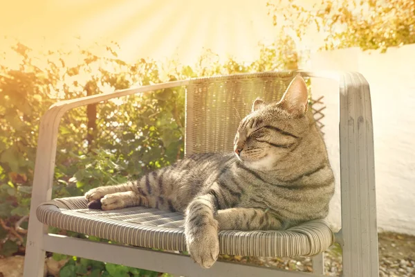 美しい灰色の縞模様の猫のひげの色は 日当たりの良い庭の居心地の良いウィッカーチェアにあり 太陽の背もたれ ミッドフライ コンセプト行動特性 猫のボディランゲージ ペットを飼っている 動物コンパニオン — ストック写真