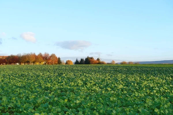 밭에는 지대의 식물의 양식장에서 일하고 유기농 식품을 생산하는 — 스톡 사진