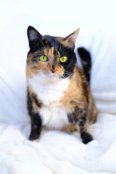 Erwachsene Dunkle Tricolor Hauskatze Sitzt Auf Hellem Plüschhintergrund Schaut Sich — Stockfoto