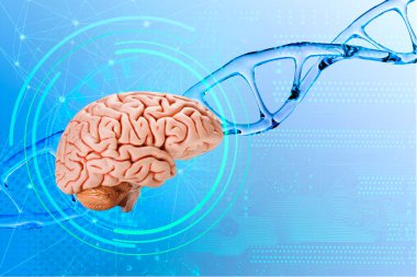 DNA sarmal arka planında insan beyni, deoksiribonükleik asit, nükleik asit molekülleri, insan genom araştırma yöntemi, geliştirme bilimi, nöronlar arası düzenleme, DNA nöronlarındaki mikro hasar