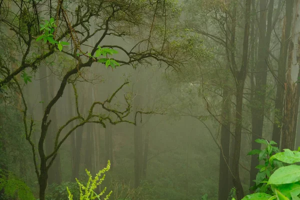 Paisaje Selva Misteriosa Borrosa Troncos Bosque Lluvioso Deciduo Árboles Tropicales — Foto de Stock