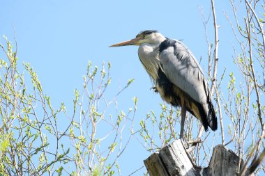 Gri heront, Ardea cinerea, uzun boyunlu uzun bacaklı dalış kuşu, eğri gagalı ağaç üzerinde oturur, Ciconiiformes ailesinin göçmen kuşları, göl kıyısında yuva, denizler, doğadaki hayvan alışkanlıkları