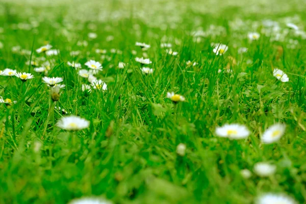 stock image beautiful blurred natural landscape, green field with chamomile. Texture natural background of many flowers chamomile in meadow in grass for designer, wallpapers, blurred banner, environmental concept