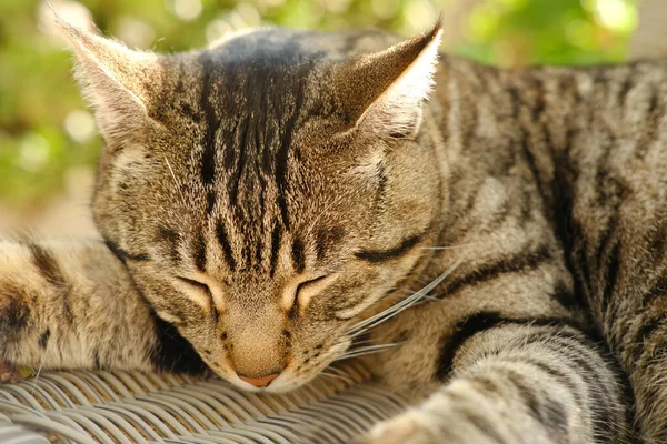 美しい縞模様の猫のひげの色日当たりの良い庭でウィッカーチェアで寝て 周りを見て コンセプトの猫の家 動物への愛 彼らの世話 ペットを飼って ペットと精神生活 ストレスを軽減 — ストック写真